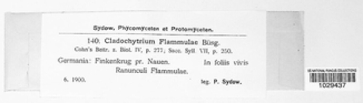 Physoderma flammulae image